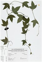 藏品(三角葉西番蓮)的圖片